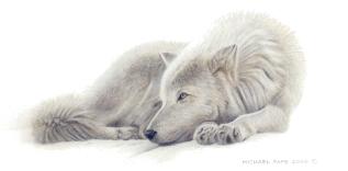 Beautiful Dreamer - Arctic Wolf Remarque orginal wildlife painting on masonite is sold. Framed limited edition giclée wildlife prints on watercolour paper  are available by Canadian wildlife artist Michael Pape.