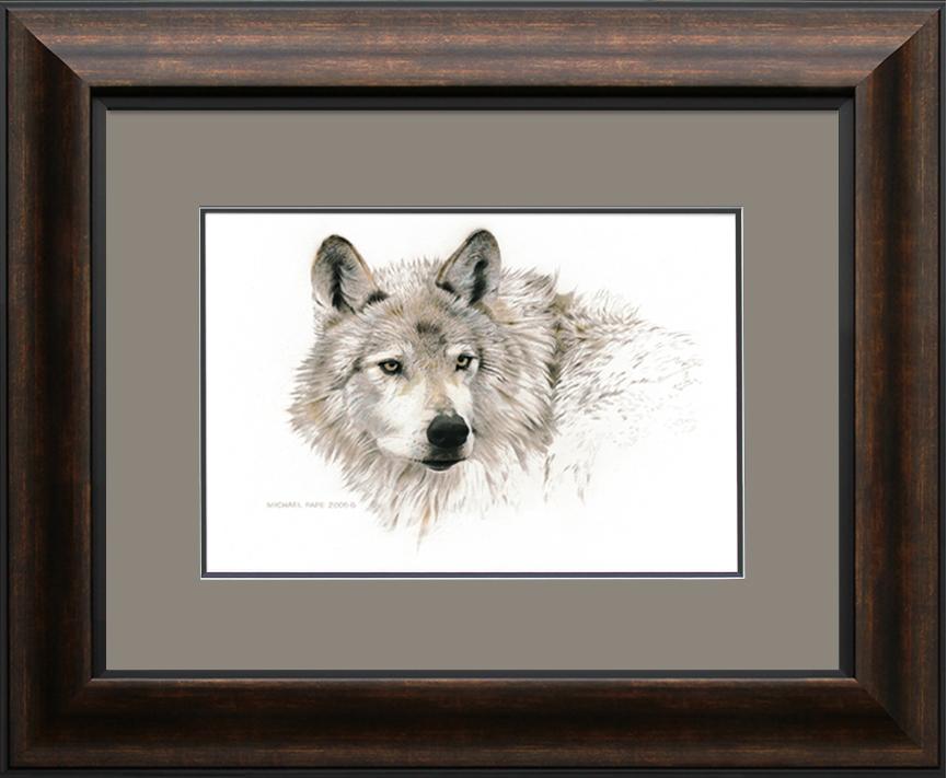 Wolf Head Study, Framed Upgrade Giclée Paper by Canadian Wildlife Artist Michael 