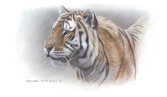 Siberian Mist Amur (Siberian), Tiger Remarque orginal wildlife painting masonite is sold. Framed limited edition giclée wildlife prints on watercolour paper  is available by Canadian wildlife artist Michael Pape.