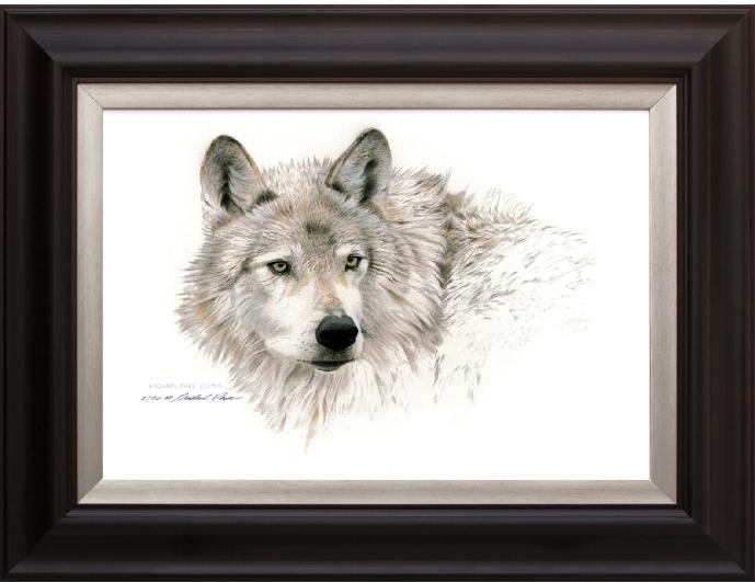 Wolf Head Study, Framed Giclée Canvas by Canadian Wildlife Artist Michael Pape