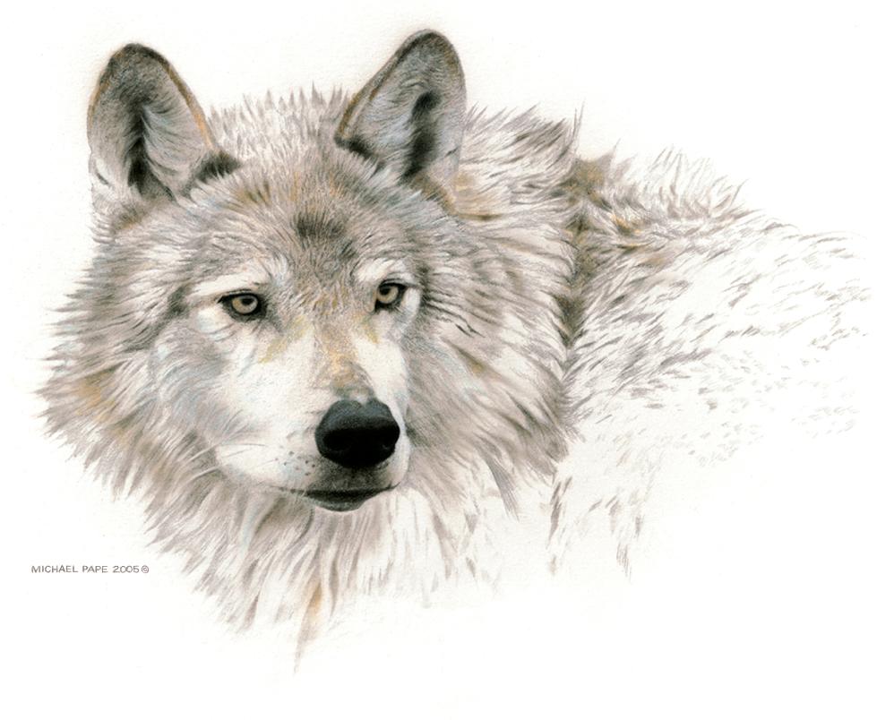 Wolf Head Study by Canadian Wildlife Artist Michael Pape. Original Mixed Media drawing is sold. 