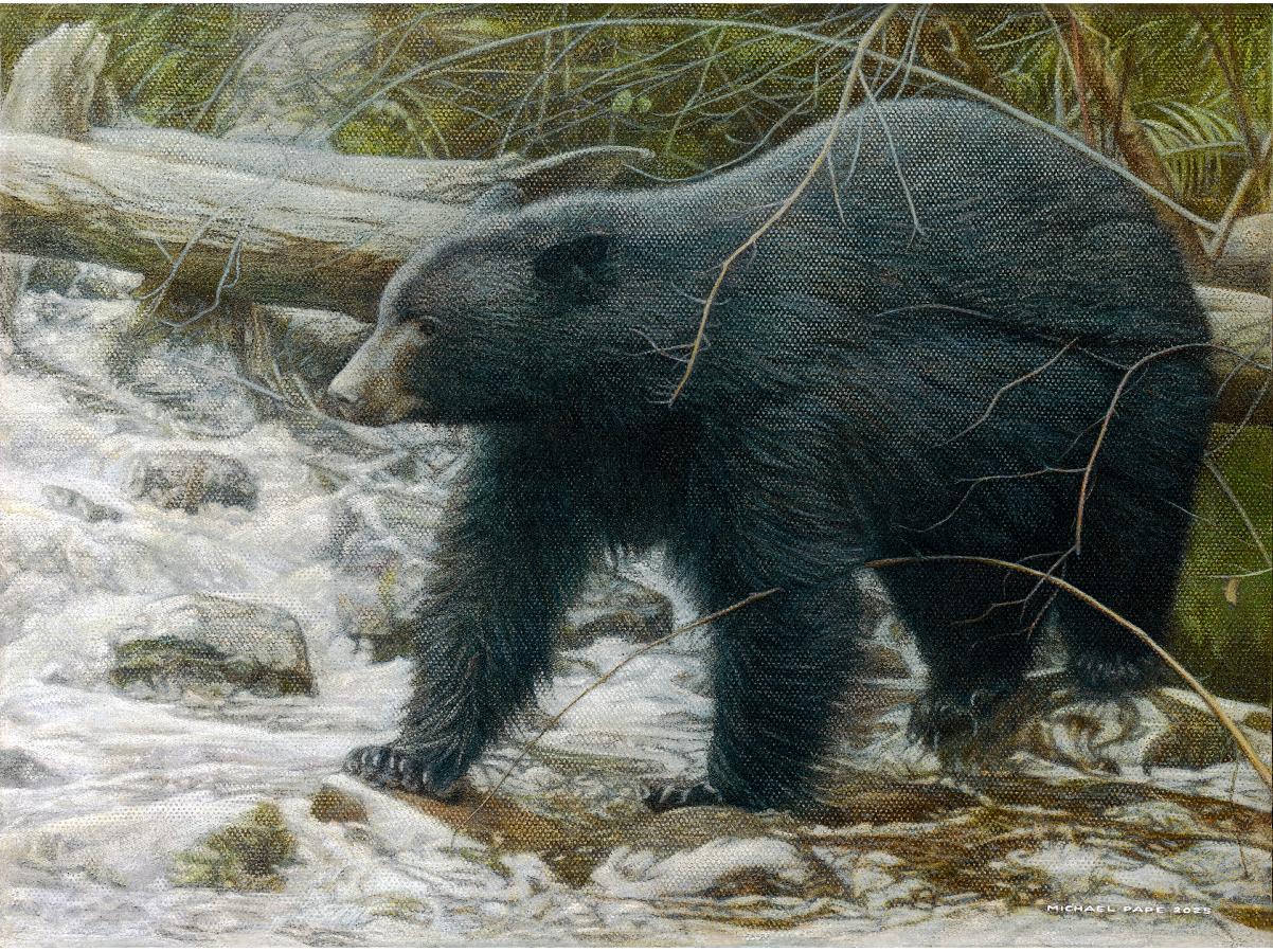 Persistence – Snowy Owl, original acrylic on canvas wildlife painting is available for purchase.  Limited edition giclée wildlife prints on paper & canvas in three sizes are available by Canadian wildlife artist Michael Pape.