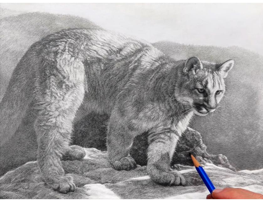 Cougar / Mountain Lion / Puma , original wildlife pencil drawing is for sale and available for purchase.  Limited edition giclée wildlife prints on paper & canvas are soon available by Canadian wildlife artist Michael Pape.