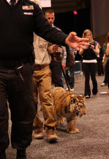 Fundraising Event Showing An Amur Tiger Cub At The Green Living Show In Toronto. Your Purchases Of Fine Art By Michael Pape Helps Raise Donations To Help The Siberian Tiger Population as well as many other Animals.