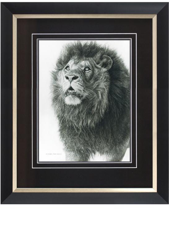 Order your fine art giclée limited edition print of this African Lion Study Pencil Drawing, titled, Wisdom From Above by Canadian Wildlife Artist Michael Pape.