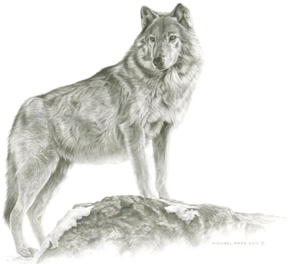 Wolf Pencil Drawing