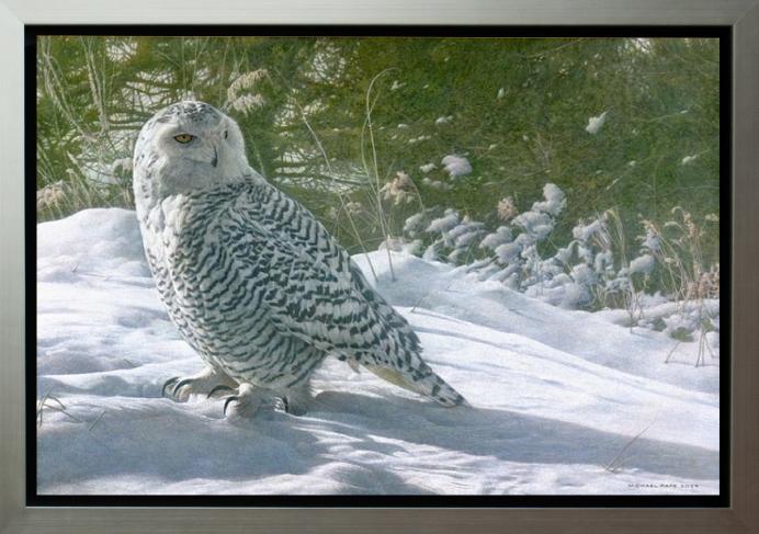 Persistence – Snowy Owl, original acrylic on canvas wildlife painting is available for purchase.  Limited edition giclée wildlife prints on paper & canvas in three sizes are available by Canadian wildlife artist Michael Pape.