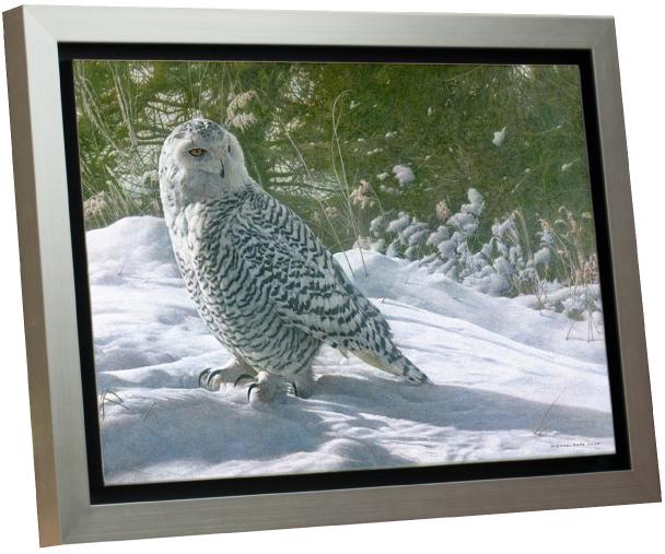 Persistence – Snowy Owl, original acrylic on canvas wildlife painting is available for purchase.  Limited edition giclée wildlife prints on paper & canvas in three sizes are available by Canadian wildlife artist Michael Pape.