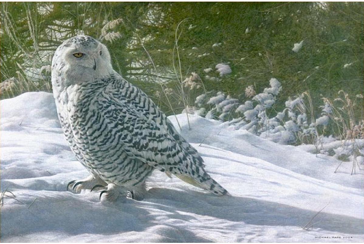 Persistence – Snowy Owl, original acrylic on canvas wildlife painting is available for purchase.  Limited edition giclée wildlife prints on paper & canvas in three sizes are available by Canadian wildlife artist Michael Pape.